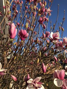 winter transition magnolia